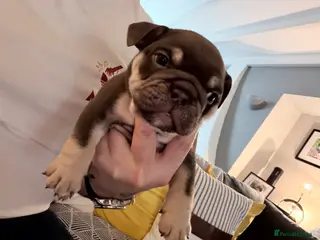 English Bulldog dogs 🏆 Elite KC English Bulldog Puppies – Swansea 🏆 - Advert 7