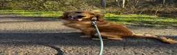 Mixed Breed dogs for sale: Young Cocker Mix needs experienced & calm home - Advert 4
