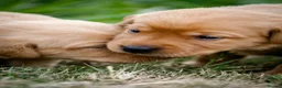 Labrador Retriever dogs for sale: Elite Litter: KC Registered Fox Red Labrador Pups - Advert 21