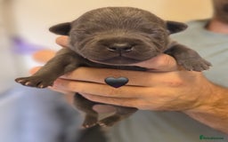 Staffordshire Bull Terrier dogs for sale: Beautiful Staffy Puppies (Blue and Black) - Image 15