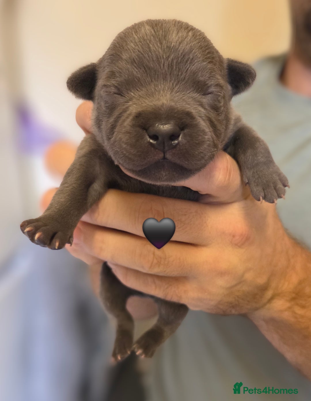 Staffordshire Bull Terrier dogs for sale: Beautiful Staffy Puppies (Blue and Black) - Image 15