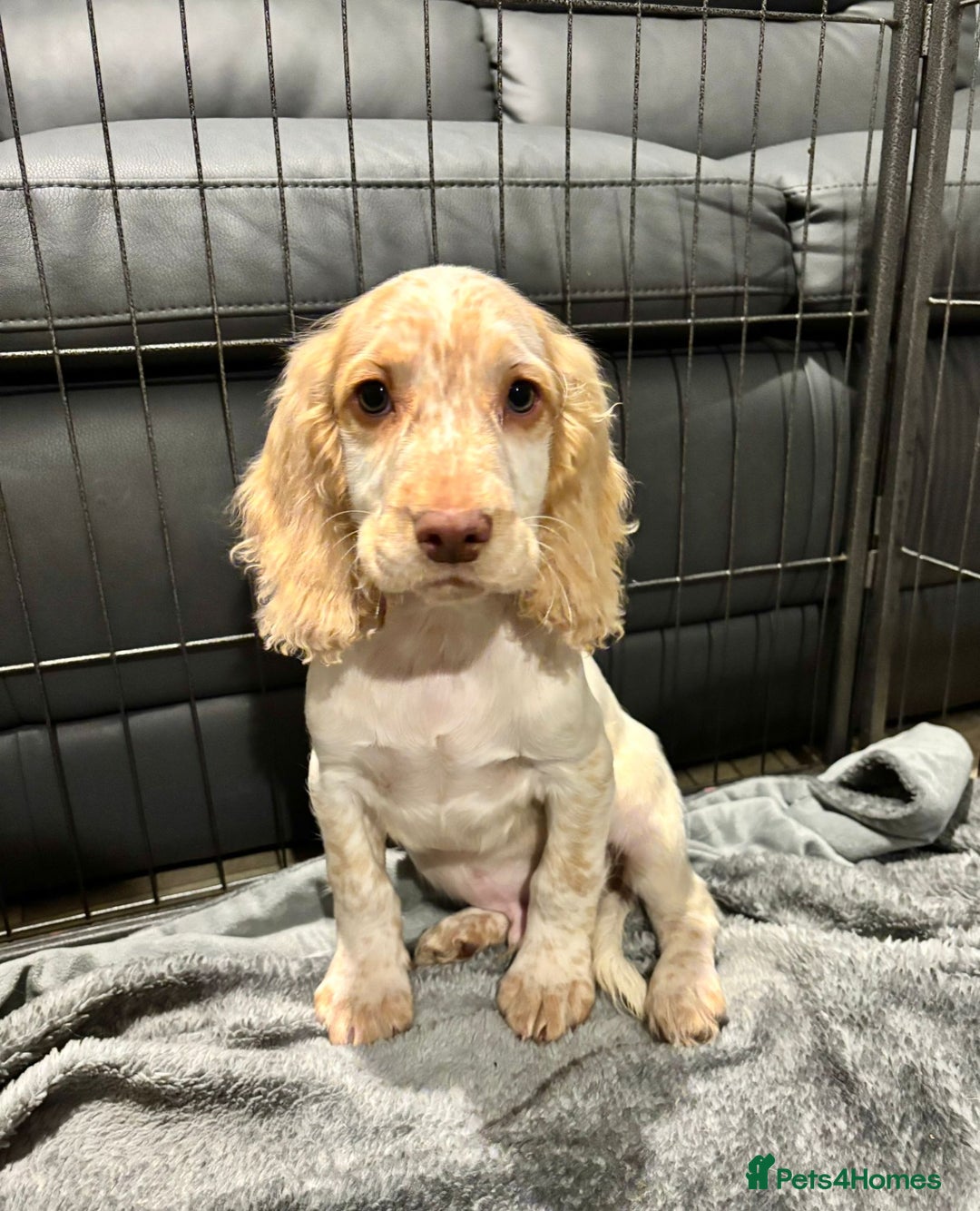 Cocker Spaniel dogs for sale: Cocker Spaniel Puppies Ready Now  - Advert 7