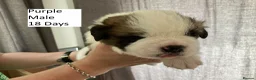Saint Bernard dogs for sale: Pedigree St Bernard Pups in Blackwood - Advert 20