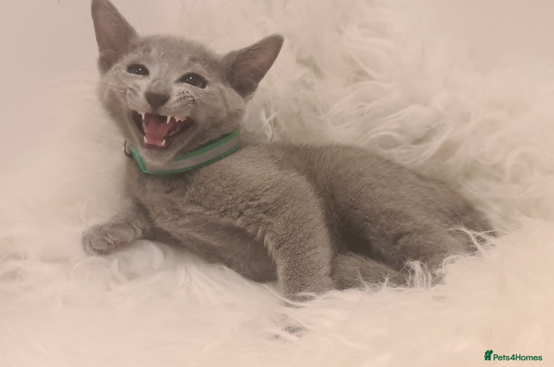 Russian Blue cats for sale: CHAMPION SIred GCCF Russian kittens  in Peterborough - Image 18