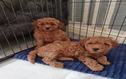 Cavapoo dogs for sale: Extensively Health Tested Red Cavapoo Puppies - Image 5
