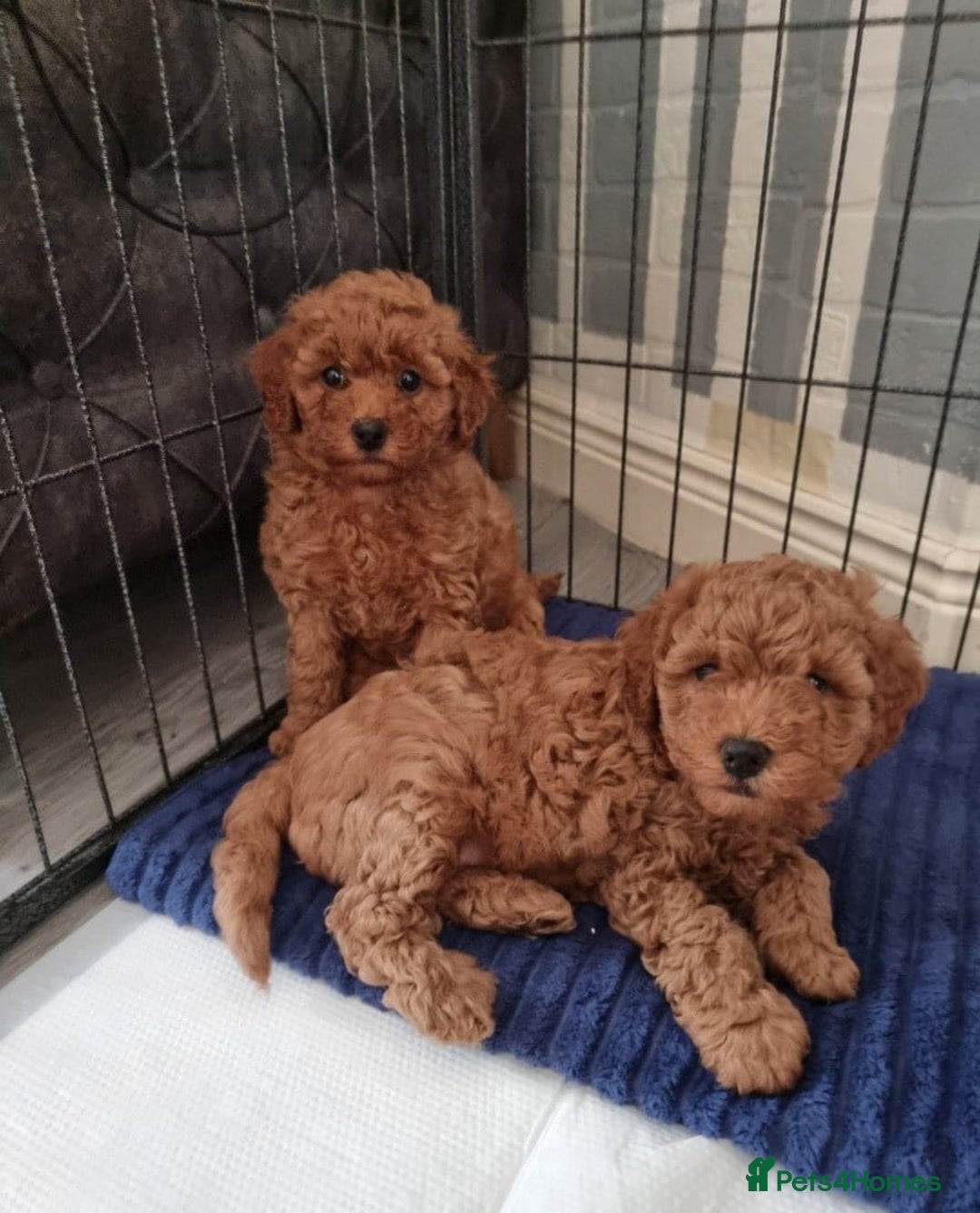 Cavapoo dogs for sale: Extensively Health Tested Red Cavapoo Puppies - Image 5
