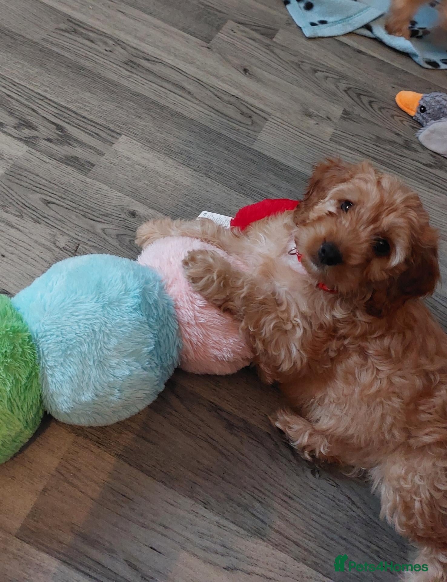Cockapoo dogs cockapoos READY NOW 8 LEFT !!!!!!! - Advert 5
