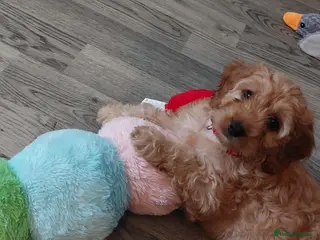 Cockapoo dogs cockapoos READY NOW 8 LEFT !!!!!!! - Advert 5