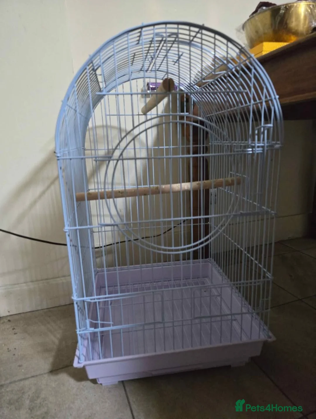 Parrots birds for sale: Cage for Parrots  - Advert 3