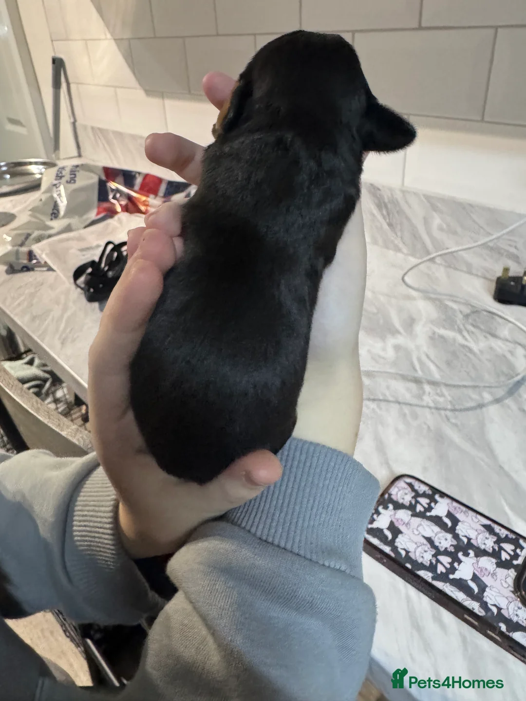 Doxiepoo dogs for sale: Beautiful doxipoo baby’s  - Advert 19