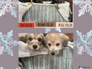 Westiepoo dogs Westiepoo puppies - Advert 2