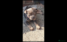 Mixed Breed dogs for sale: Shar Pei x French Bulldog puppy - Image 3