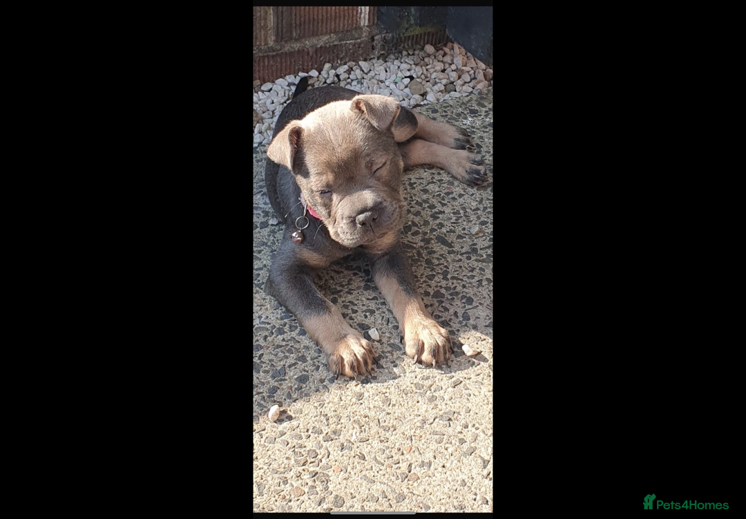 Mixed Breed dogs for sale: Shar Pei x French Bulldog puppy - Image 3