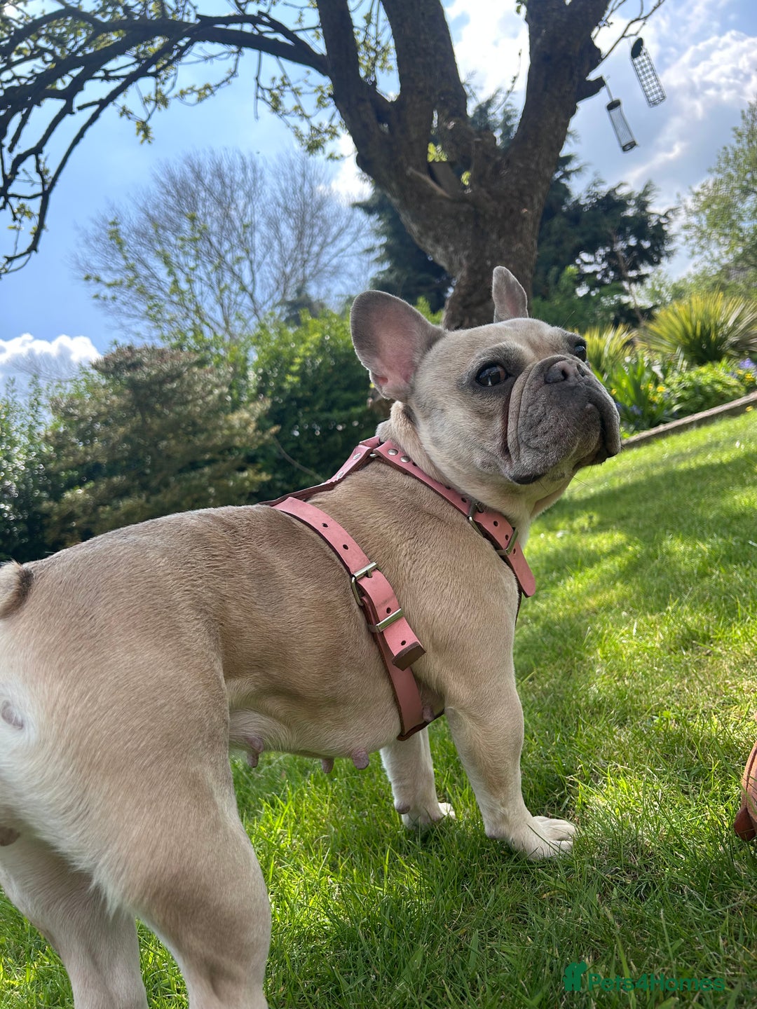 French Bulldog dogs for sale: French Bull Dog Puppies Bitches - Image 5