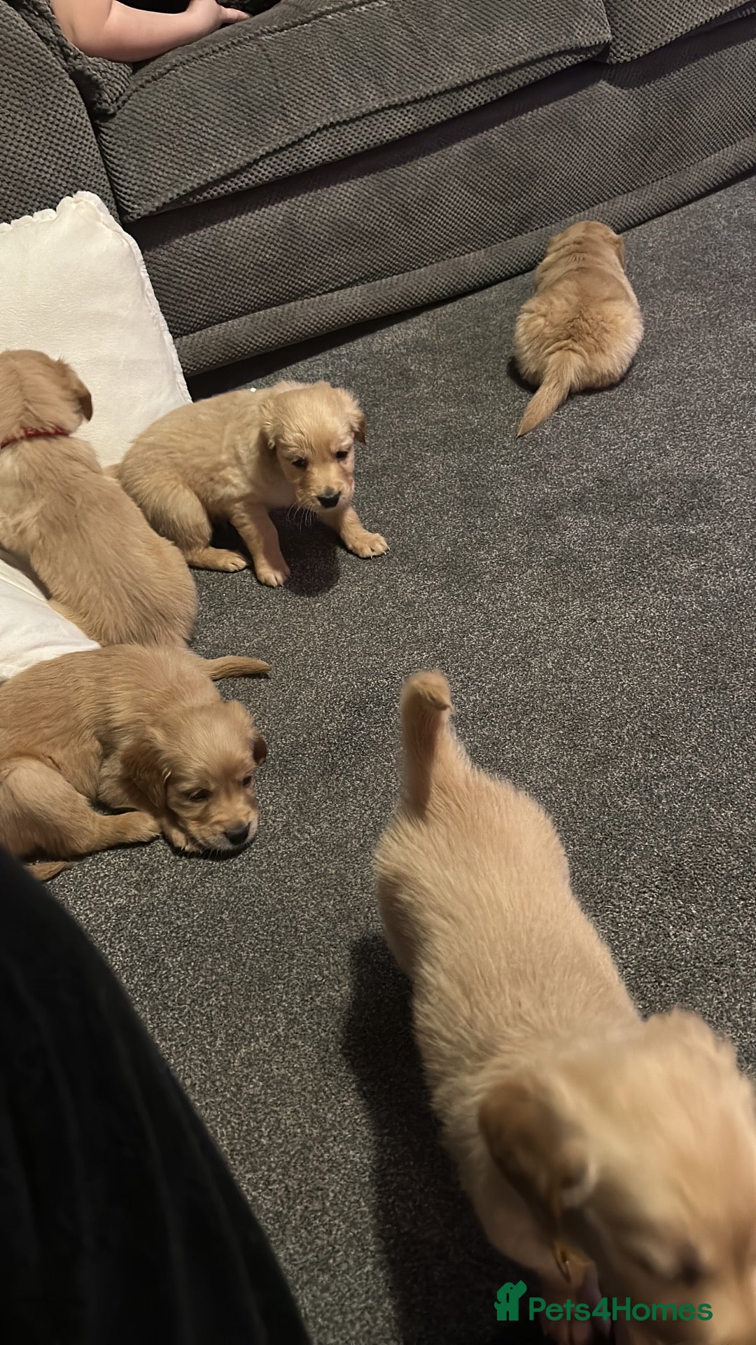 Golden Retriever dogs Golden retriever gorgeous dark puppies 🐶 🦴 - Advert 3