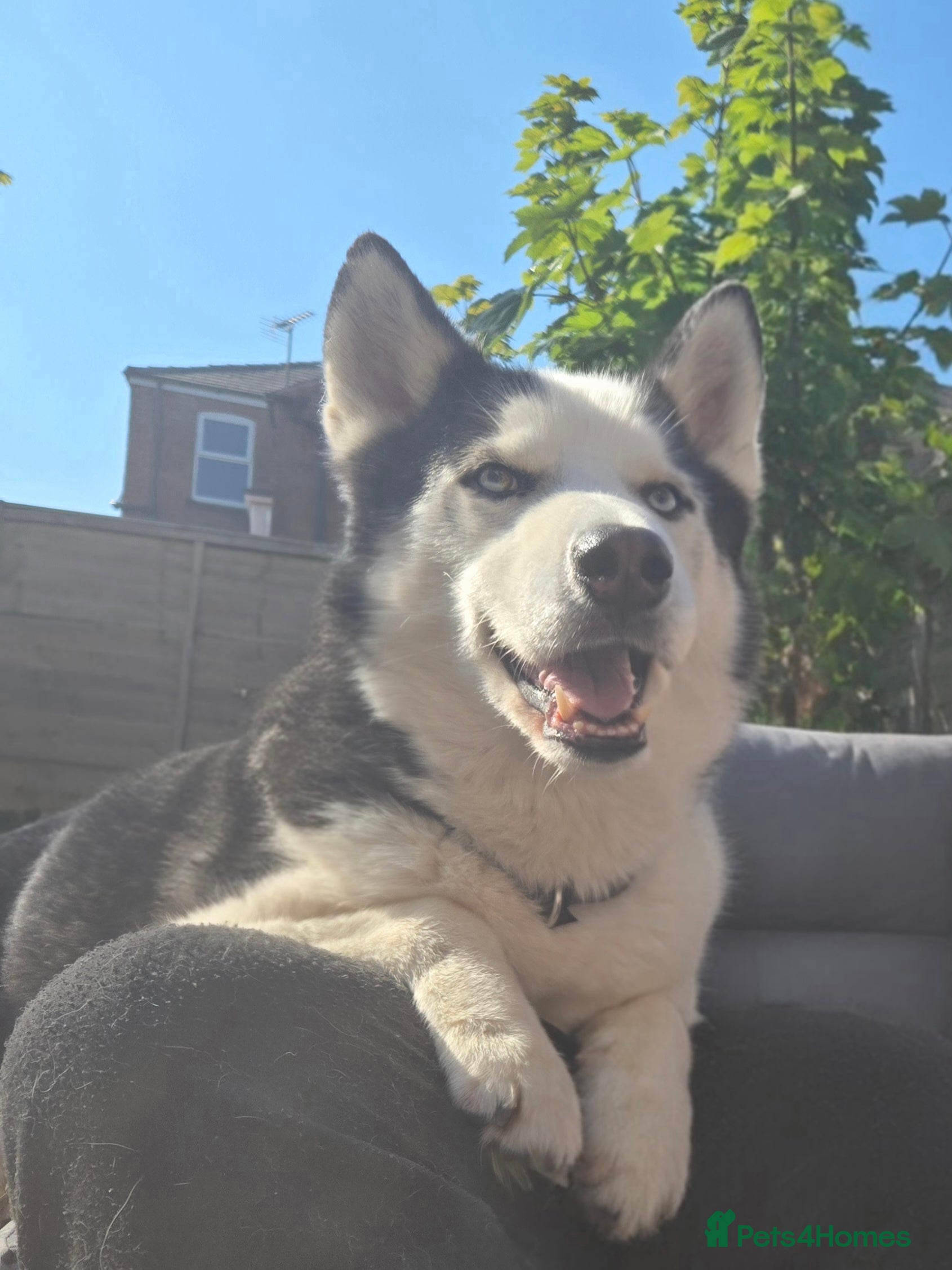 Siberian Husky dogs 2 Huskies For Sale 1 Male 1 Female - Advert 9