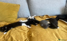 Maine Coon cats for sale: 4 very fluffy kittens - Image 2