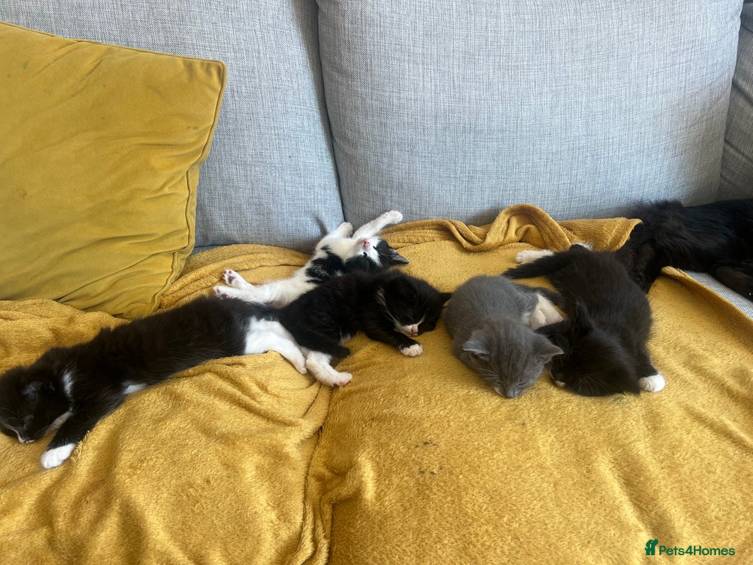 Maine Coon cats for sale: 4 very fluffy kittens - Image 2