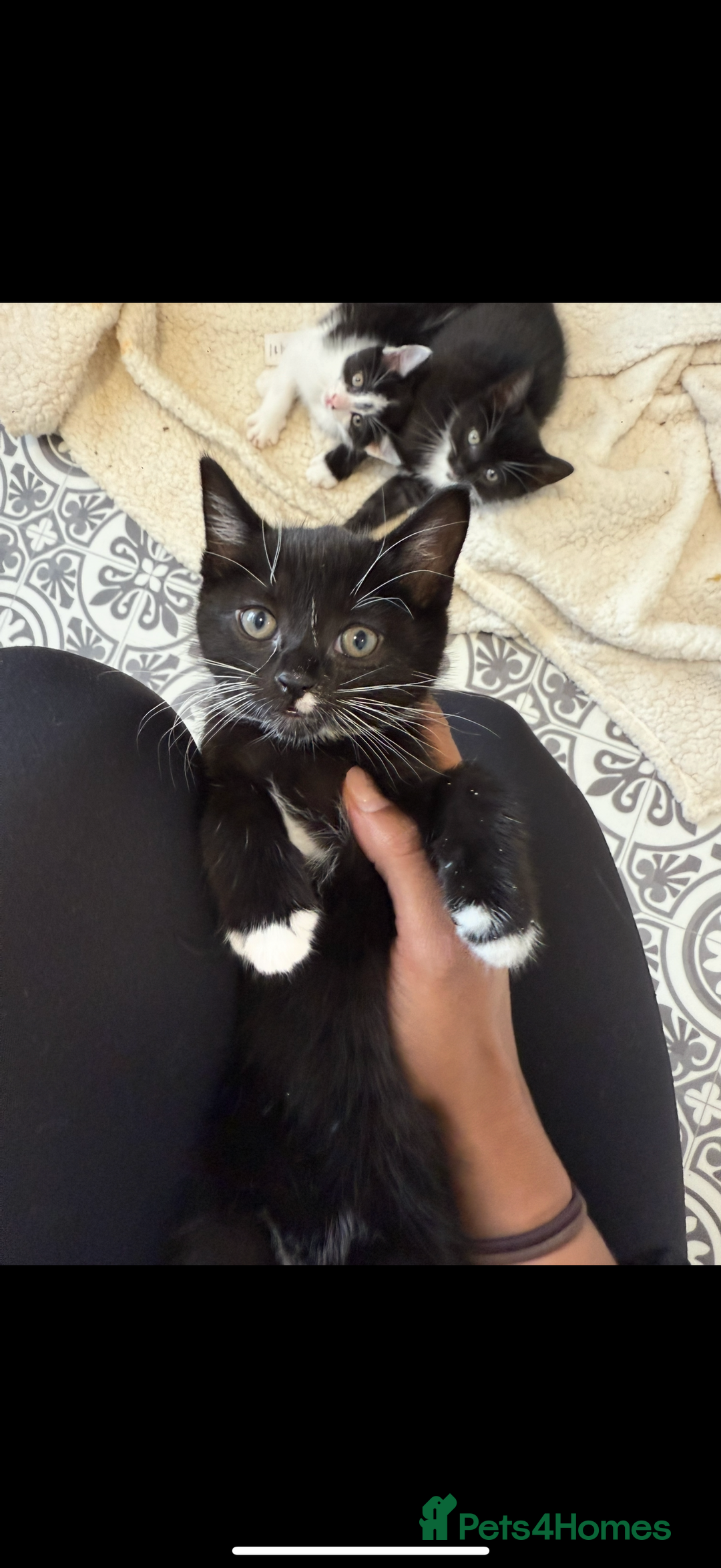 Mixed Breed cats for sale: Friendly playful kittens looking for homes  - Image 2