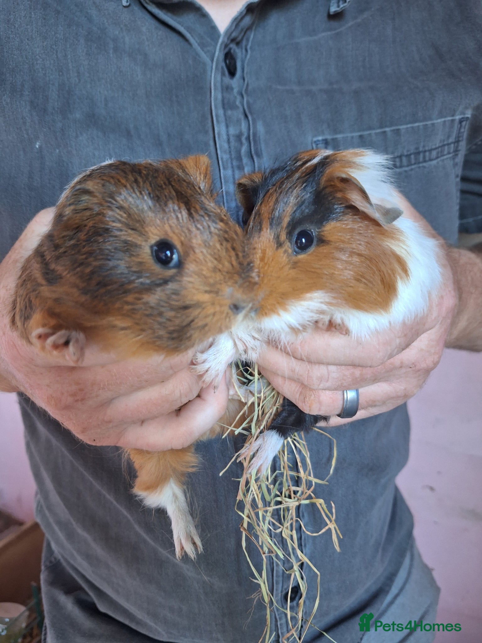 Guinea Pig rodents Baby Guinea Pigs - Advert 2