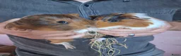 Guinea Pig rodents for sale: Baby Guinea Pigs - Advert 1