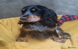 Cocker Spaniel dogs for sale: Show Type blue/Tri/chocolate Roan Cocker Spaniels  - Image 26