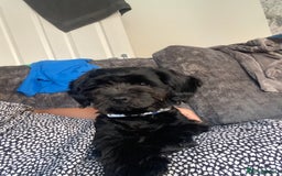 Shihpoo dogs for sale: George Male shih Tzu age 6 months  - Image 1