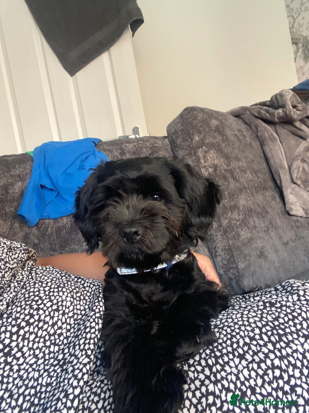 Shihpoo dogs for sale: George Male shih Tzu age 6 months  - Image 1