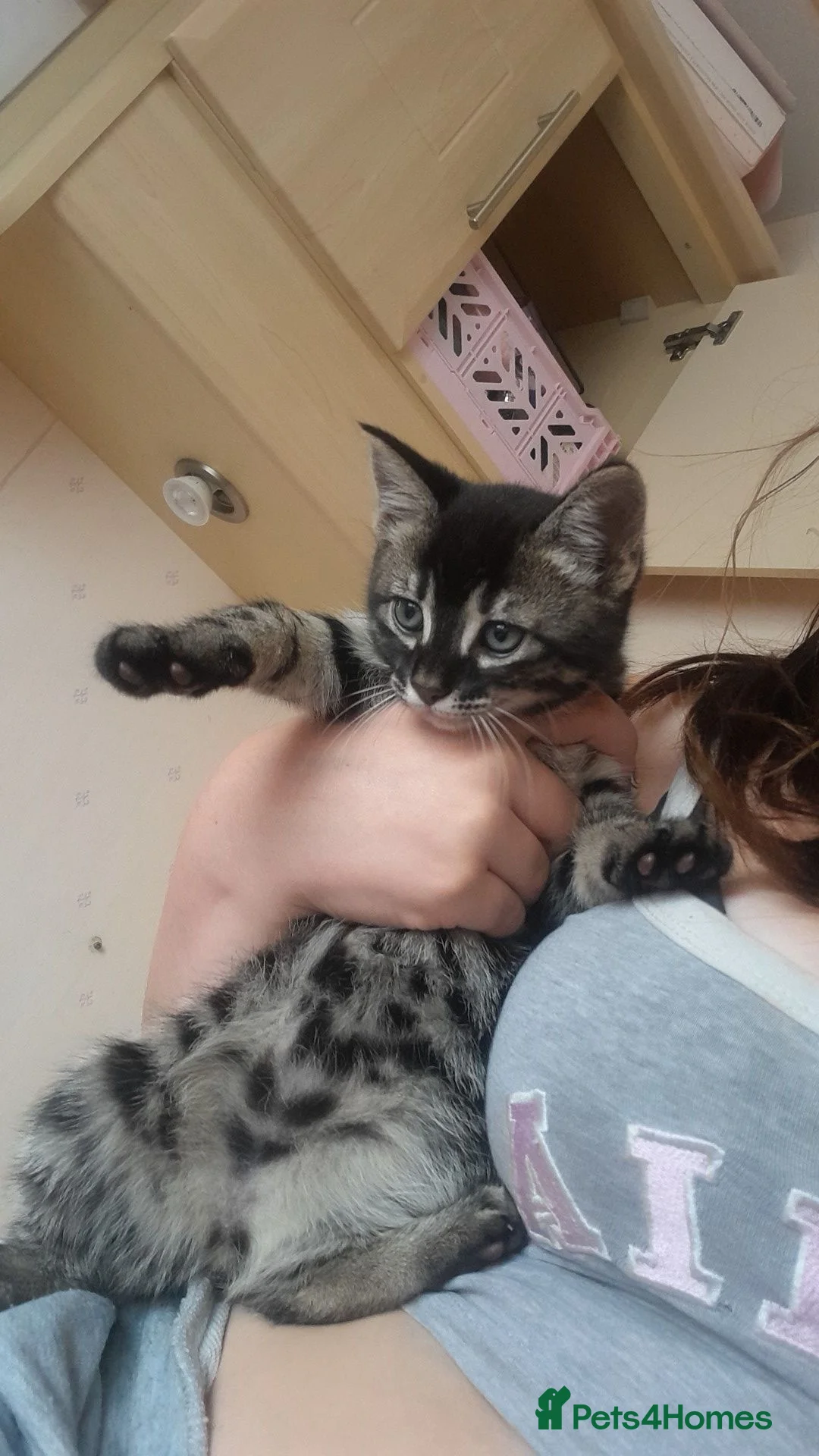 British Shorthair cats for sale: 2 gorgeous playful kittens💗💗 - Advert 2