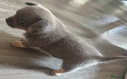 Chihuahua dogs for sale: Beautiful Chihuahua Litter - Image 4