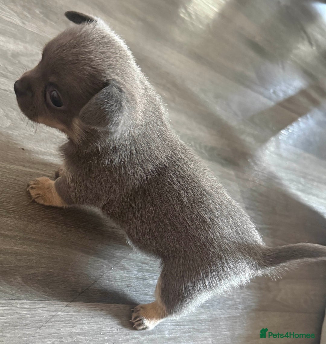 Chihuahua dogs for sale: Beautiful Chihuahua Litter - Image 4