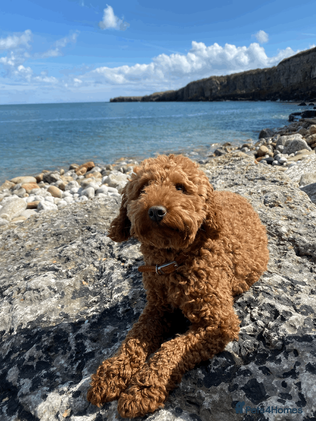 Miniature Poodle dogs for sale: Pedigree KC Registered Miniature Poodle Pups  - Advert 2