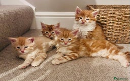 Maine Coon cats for sale: Beautiful Maine Coon x fur babies  - Image 1