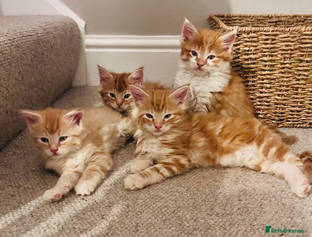 Maine Coon cats for sale: Beautiful Maine Coon x fur babies  - Image 1