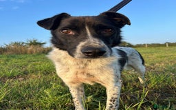 Mixed Breed dogs for adoption: Herby - Norwich Norfolk  - Image 6