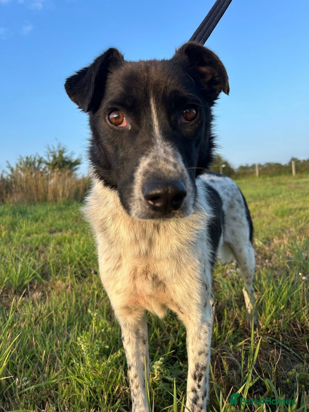 Mixed Breed dogs for adoption: Herby - Norwich Norfolk  - Image 6