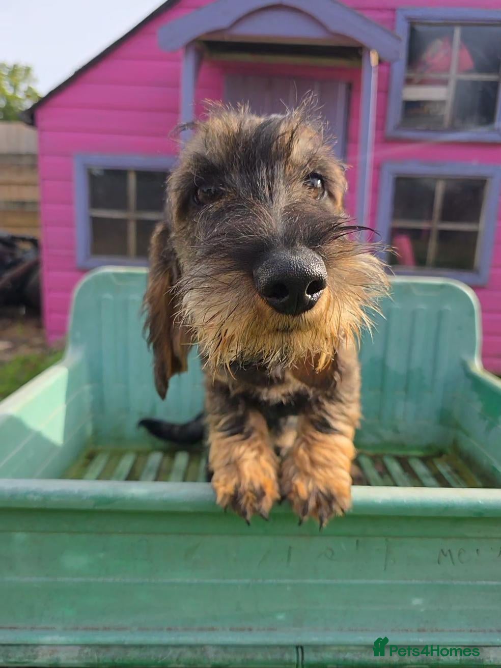 Dachshund dogs REDUCED KC Standard Wire-Haired Dachs 1 BOY LEFT - Advert 2