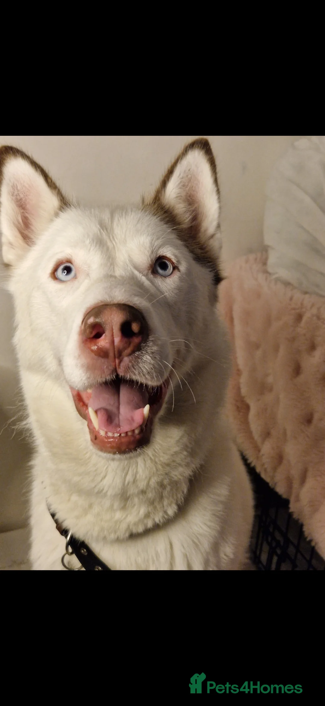 Siberian Husky dogs for sale: 8 Beautiful Siberian Husky puppies 😍 - Advert 2