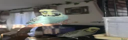 Budgerigars birds for sale: Exhibition budgie looking for a new home - Advert 4