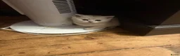 Scottish Fold cats for sale: 4 x SILVER CHINCHILLA SCOTTISH FOLD/STRAIGHT - Advert 15