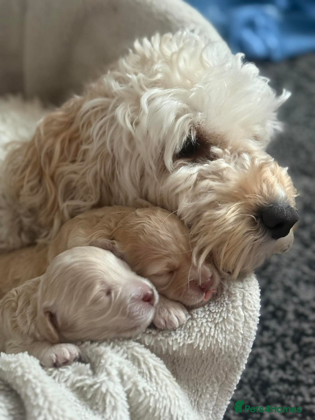 Cockapoo dogs for sale: Beautiful Female Fb1 cockapoo - Image 8