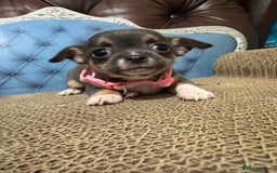 Chihuahua dogs for sale: Lilac tricolour chihuahua puppies - Image 10