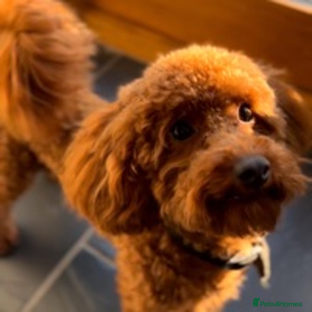 Toy Poodle dogs for stud: ONLY 3KG 9INCH Red DNA Tested Toy Poodle STUDS!! in Welshpool - Advert 8