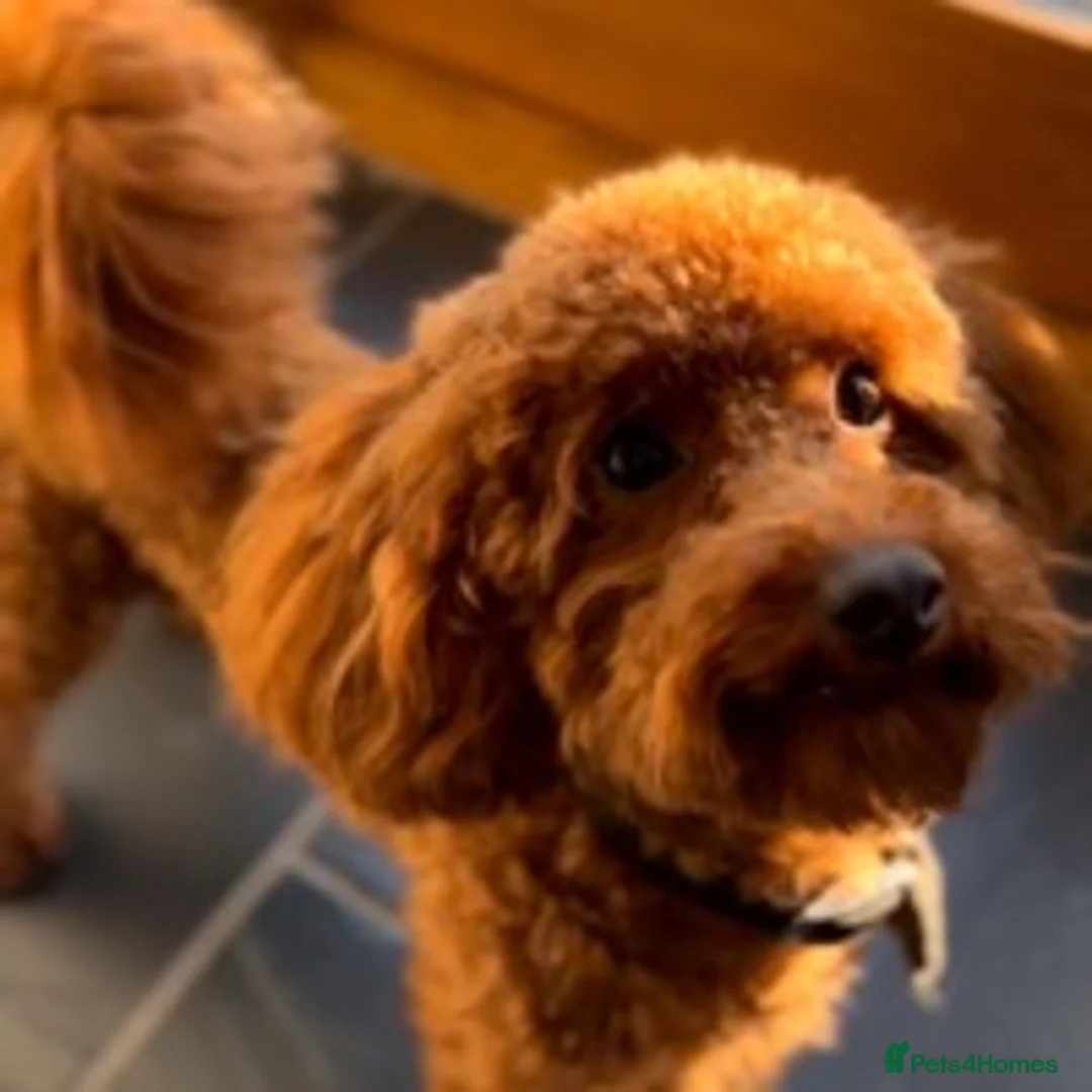 Toy Poodle dogs for stud: ONLY 3KG 9INCH Red DNA Tested Toy Poodle STUDS!! in Welshpool - Advert 8