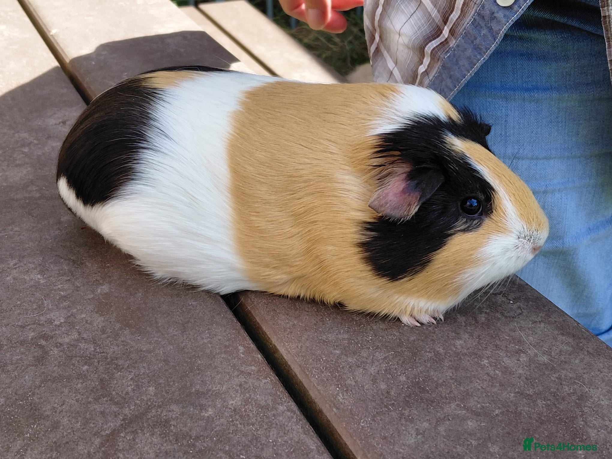 Guinea Pig rodents Pretty female Guinea pigs for sale  - Advert 11