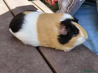 Guinea Pig rodents Pretty female Guinea pigs for sale - Advert 11