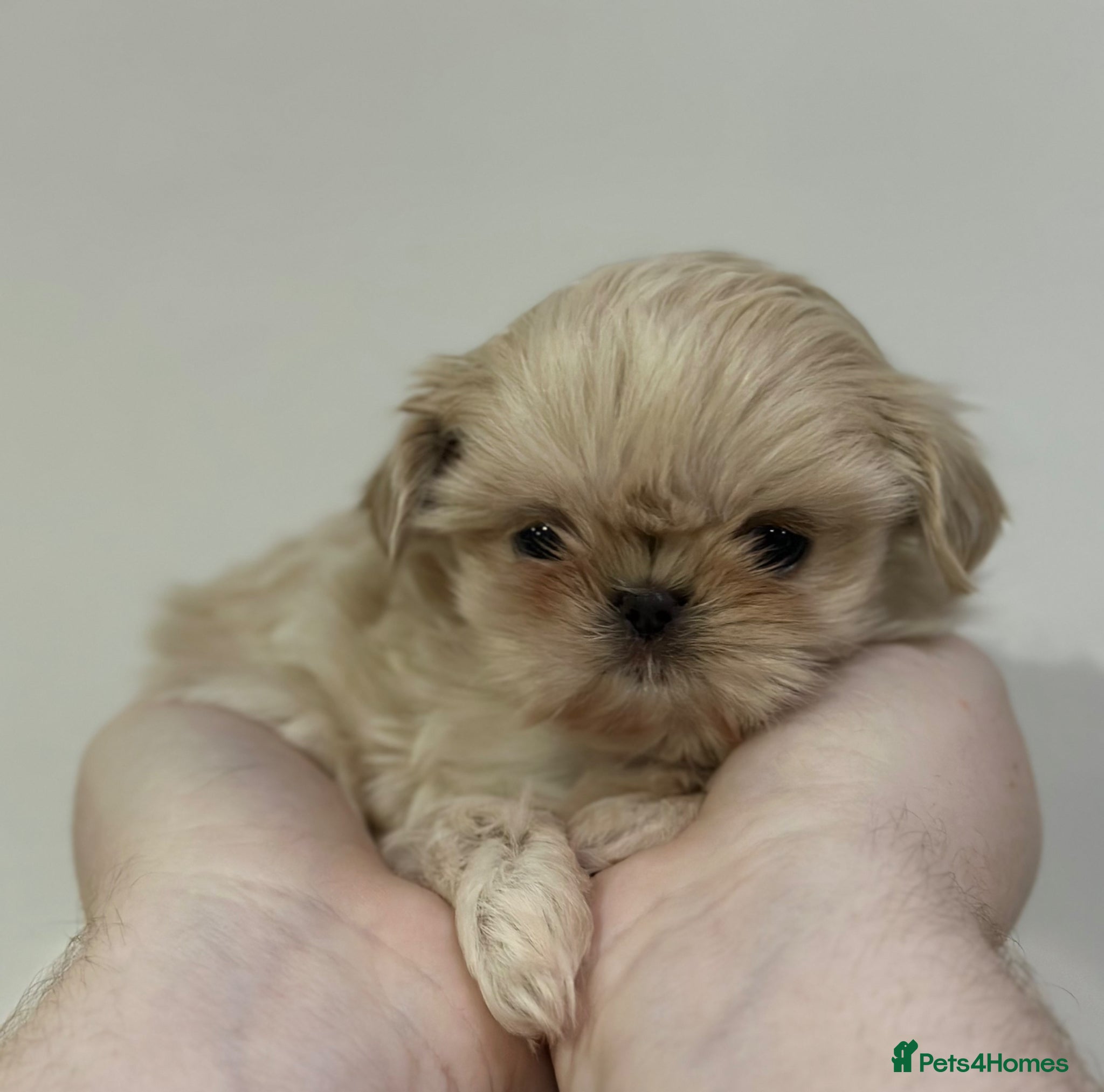 Shih Tzu dogs Imperial tiny shihtzu puppies  READY NOW! - Advert 1