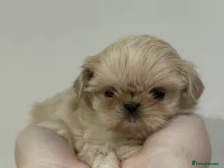 Shih Tzu dogs Imperial tiny shihtzu puppies READY NOW! - Advert 1