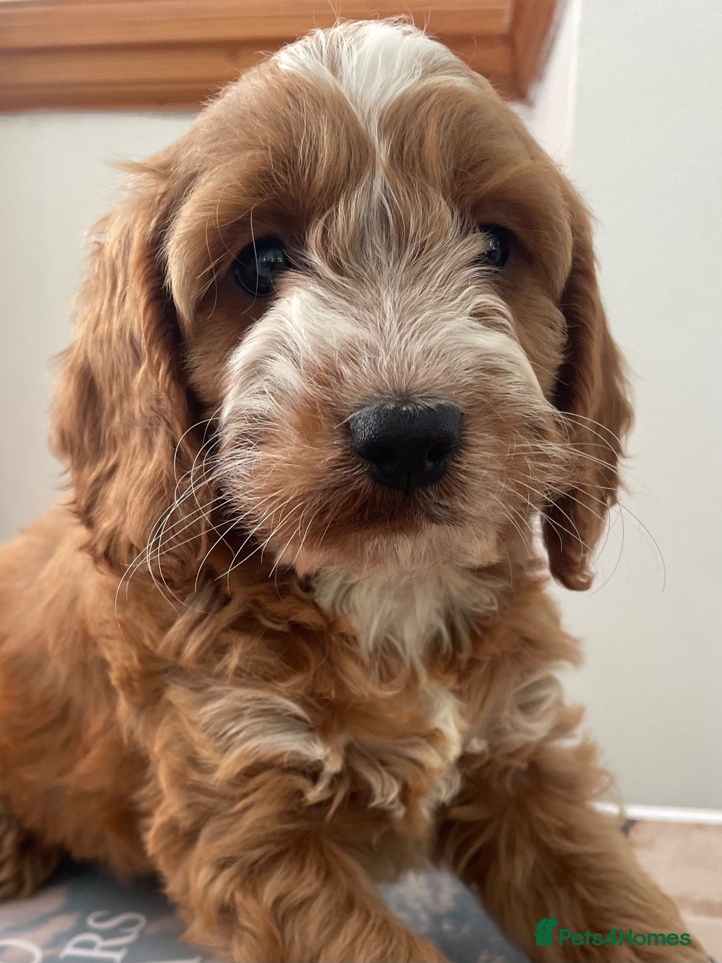 Cockapoo dogs F1 MINIATURE SHOW TYPE COCKAPOO PUPPIES  - Advert 18