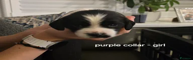 Purple collar girl